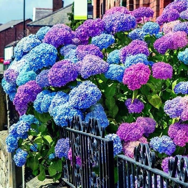 35pcs Blue Pink Purple Hydrangea Seeds – Stunning Perennial Flowers for