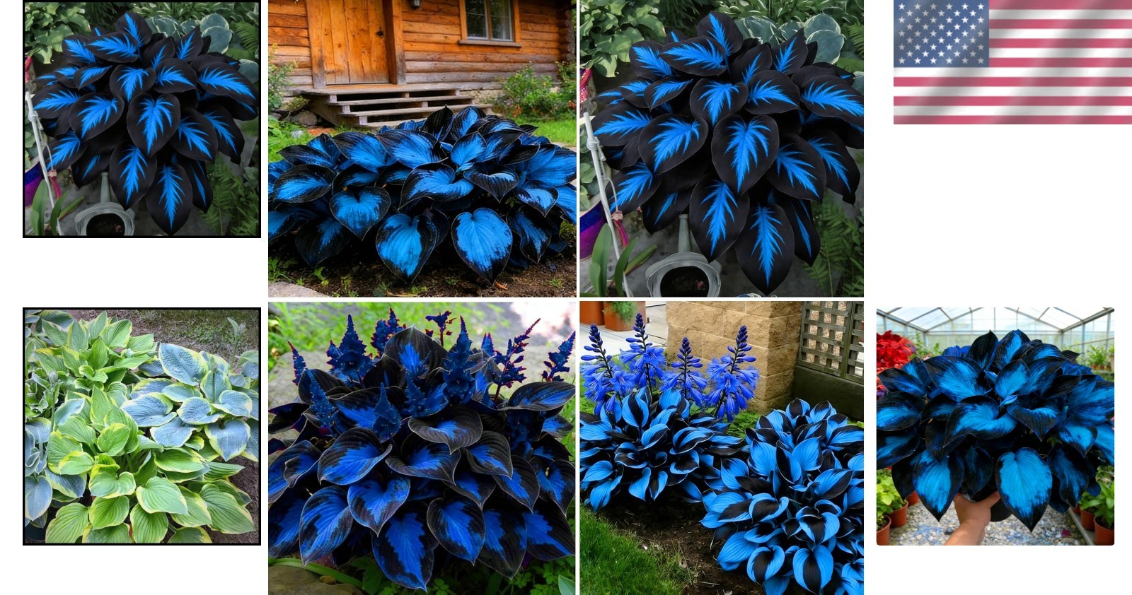 290+ High Germination Rare Hosta Seeds – Beautiful Perennials for Shaded Areas