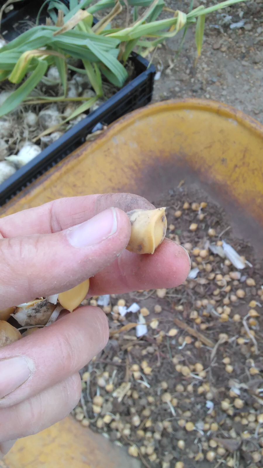 20 Garlic (Allium sativum) Corms/Bulbils- Fresh & Ready To Plant
