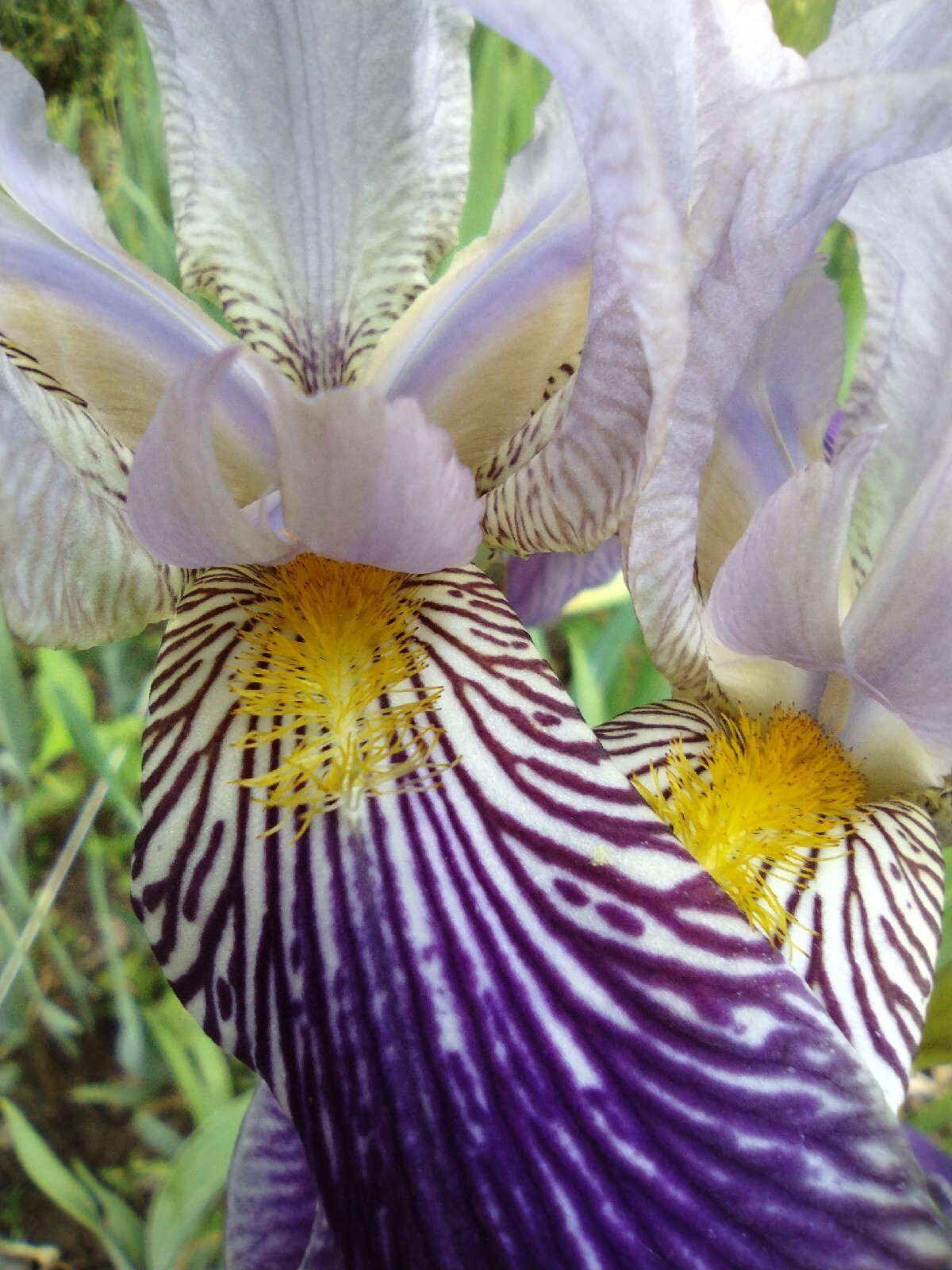 20x MIXED VARIETIES/COLORS BEARDED IRIS BULBS RHIZOMES