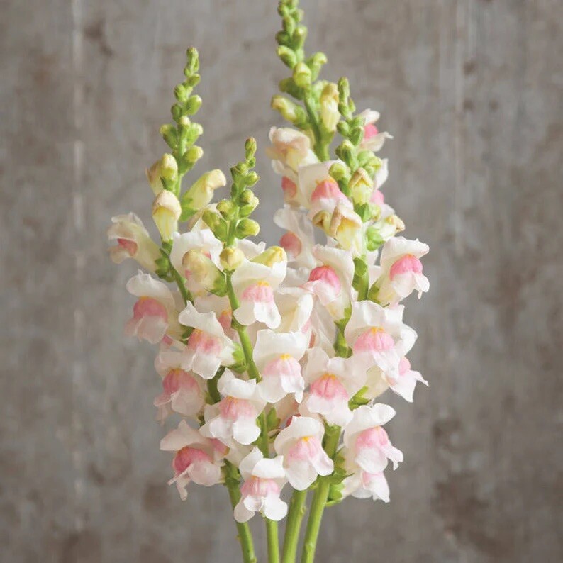 20 + Beautiful Fluffy Snapdragon Flower Seeds / Spring/ Summer/colorful Mix