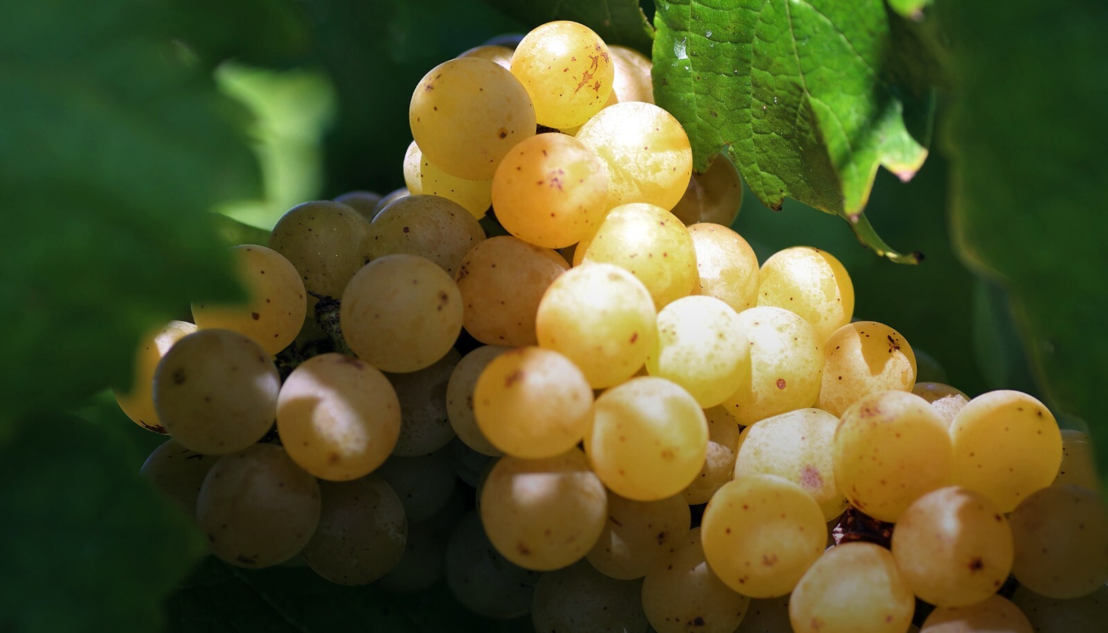 1(One) Live Plant of “TRAMINETTE” grape cutting-rooted about 12-16″ Height