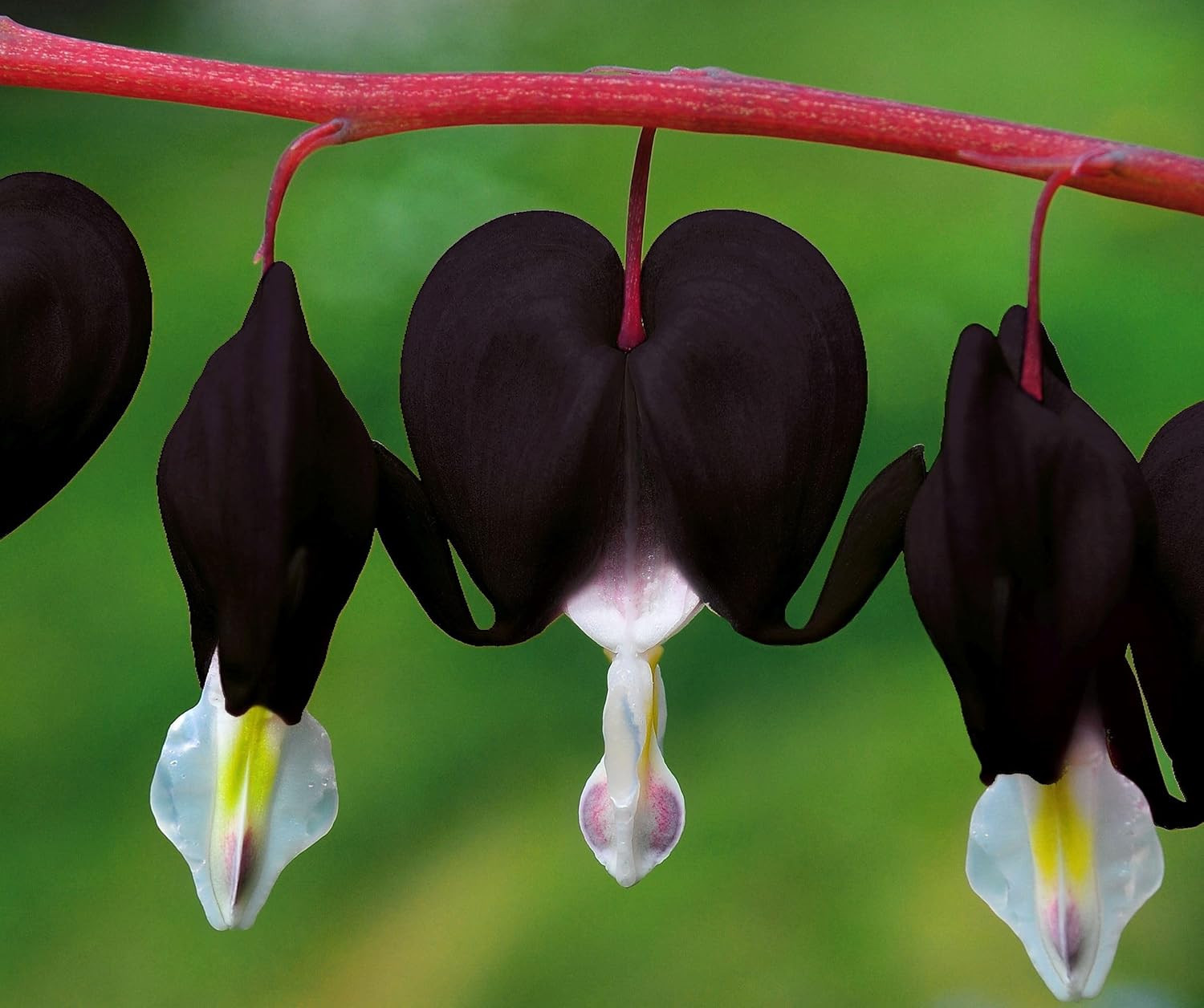 20 pcs Rare Mix Color Red Pink Purple White Bleeding Heart Seeds Shade Flower Ga