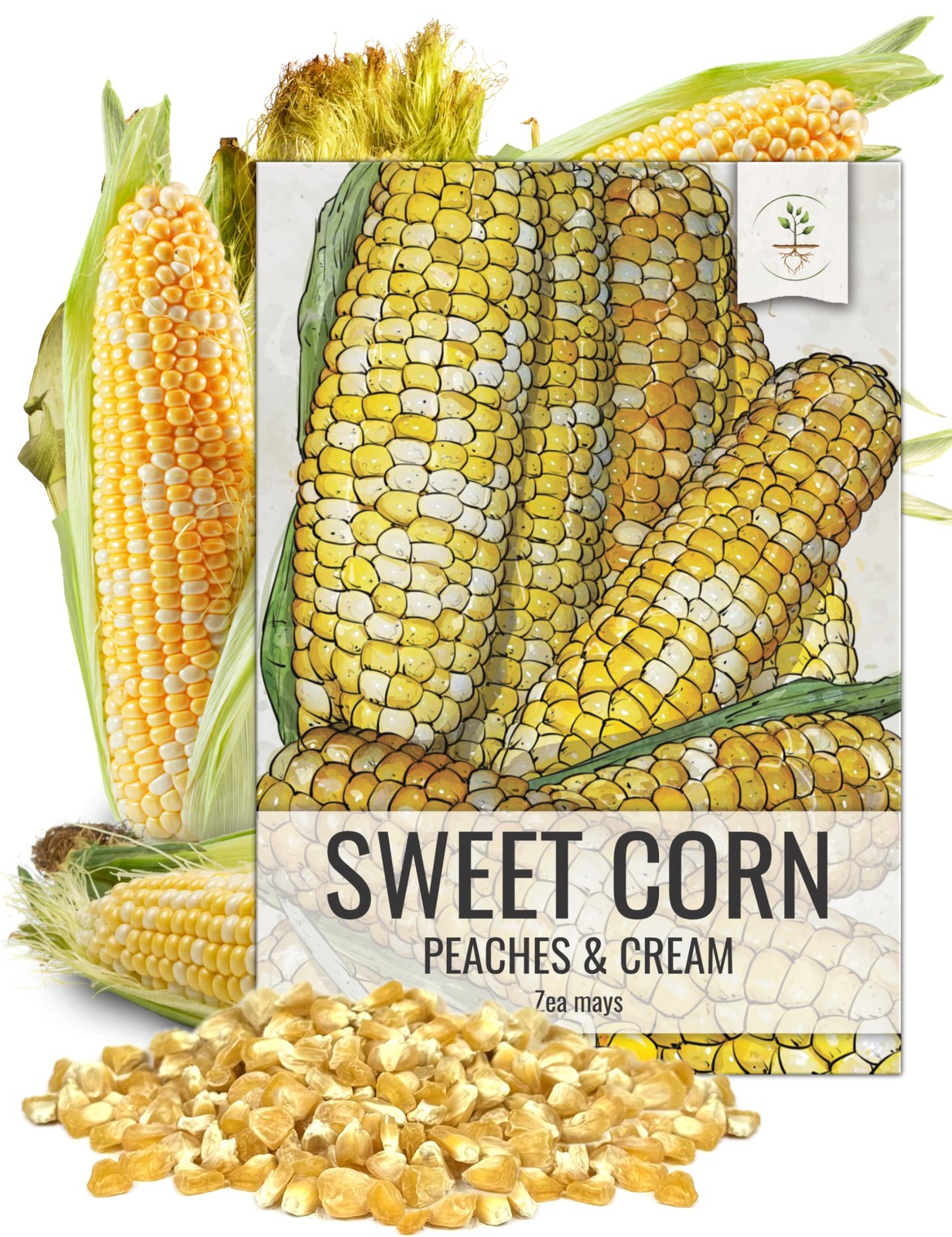 Seed Needs Peaches and Cream Sweet Corn Seeds | 230+ Non Golden,Yellow