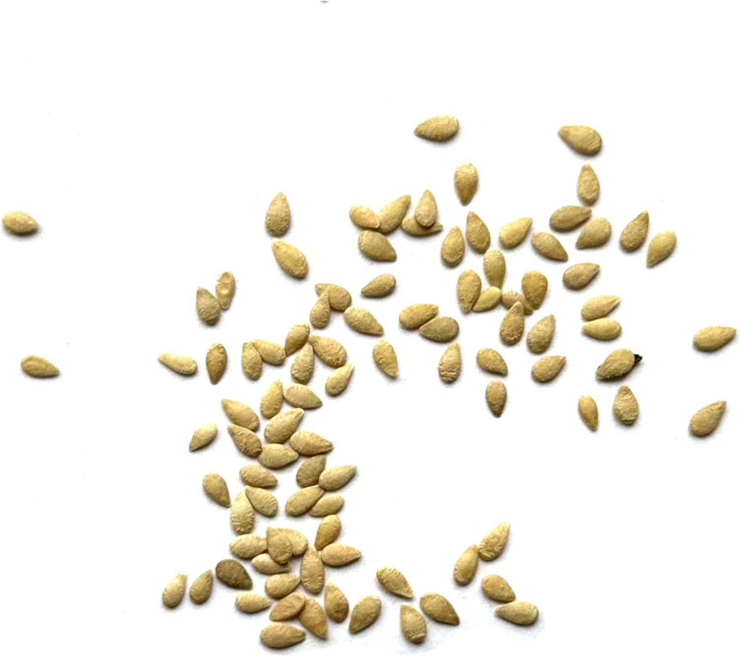 Seed Needs Cucamelon Seeds for Planting Mexican Sour Gherkin Miniature Mouse Mel