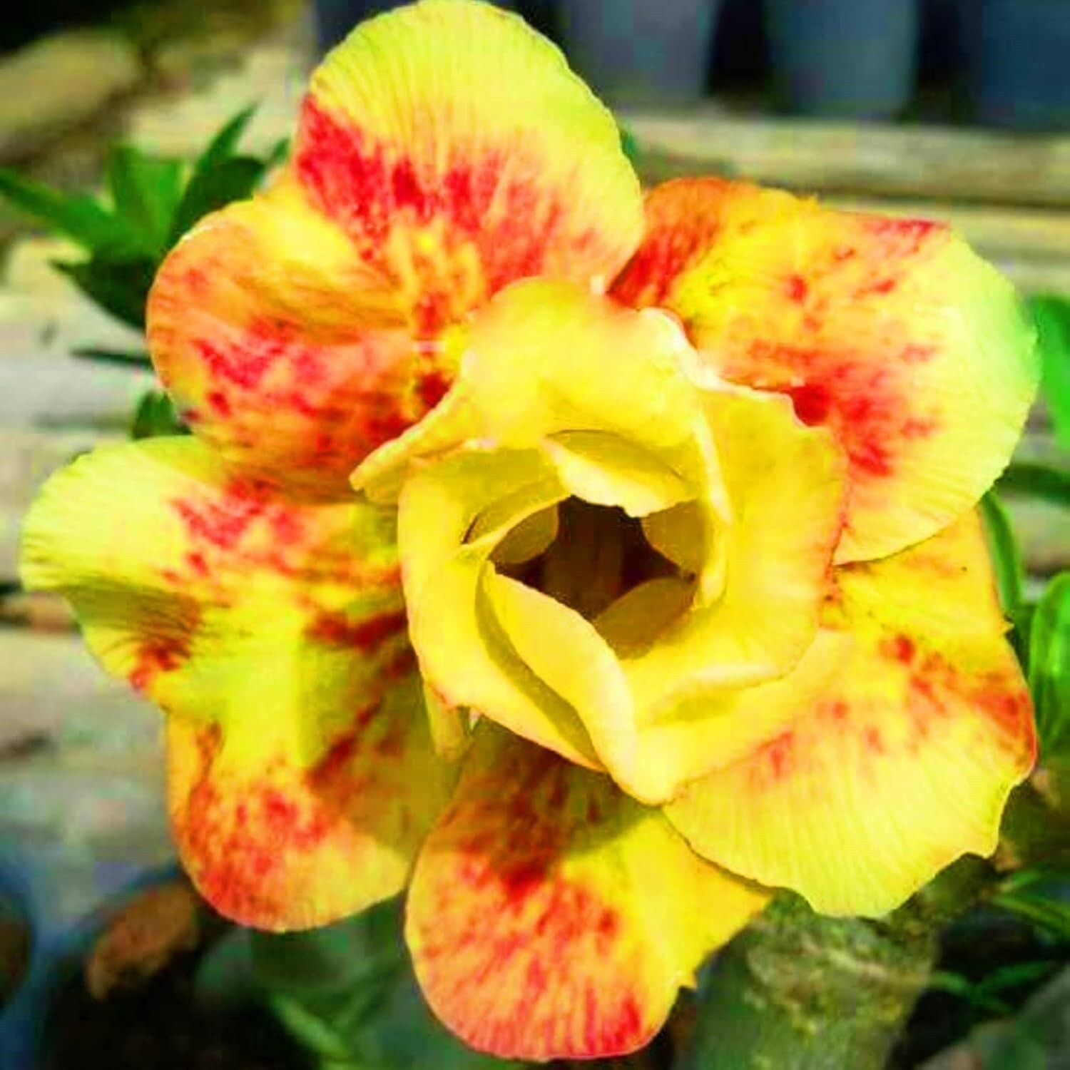 10 Yellow Red Desert Rose Seeds Adenium Obesum Flower Perennial Seed US SELLER