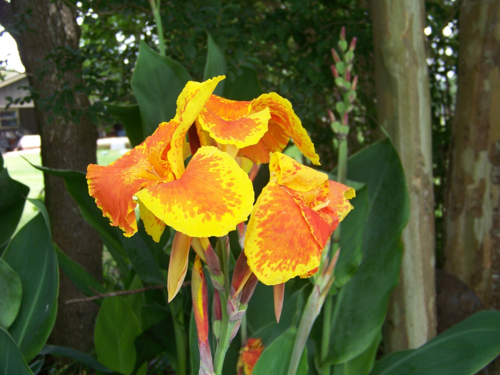 5 Orange / Yellow Canna Lily Bulbs