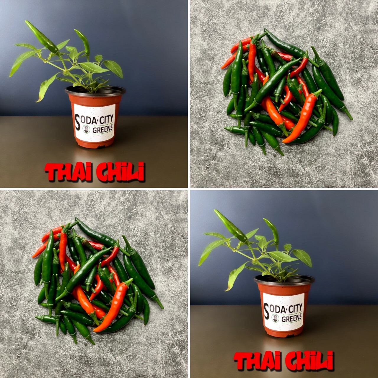 Thai Bird (Birds Eye) Chili Pepper Seeds 10+ SHIPS FREE!