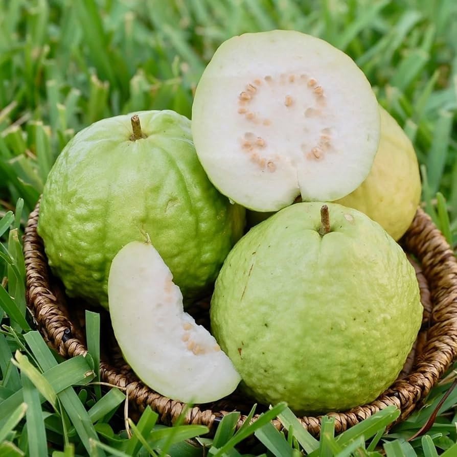 Psidium guajava | Allahabad Safeda White Flesh | Lemon & Apple Guava | 20_Seeds