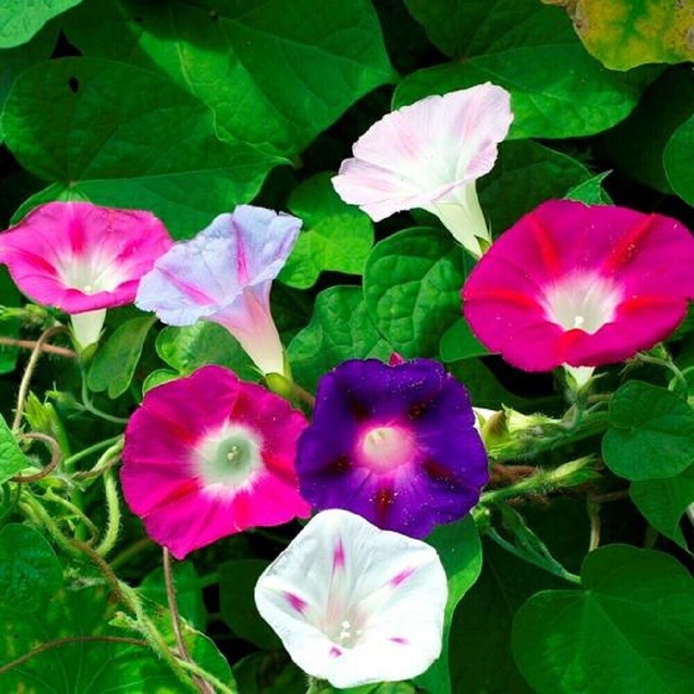 Morning Glory Vine Seed Mixed Colors – Heirloom Non-GMO