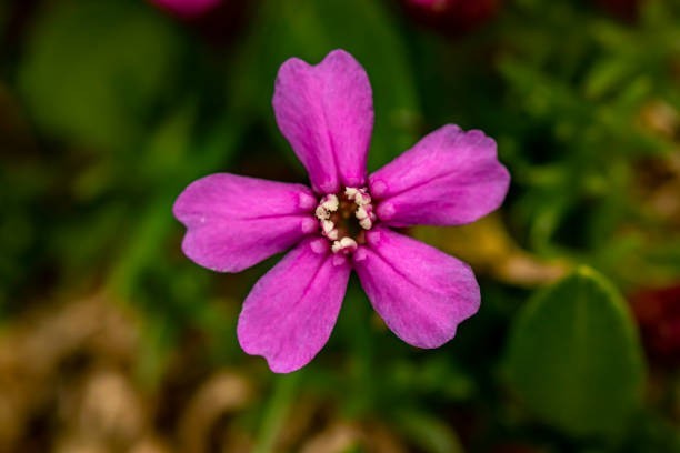 150 NODDING CATCHFLY SEEDS | SALE FREE SHIPPING NON GMO HEIRLOOM