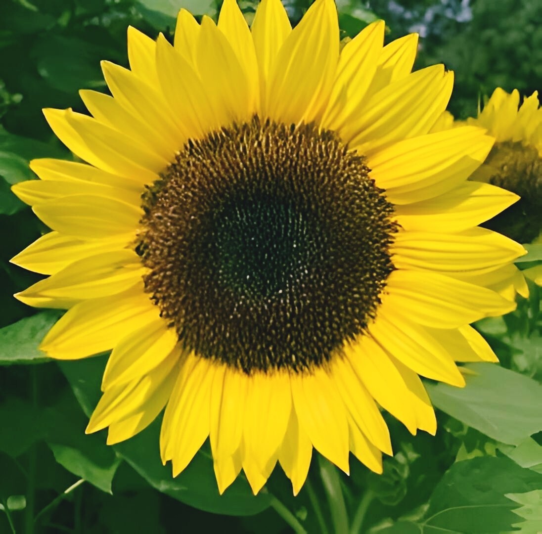 25 Sunflower Seeds -Semi Dwarf Yellow Sunspot, Heirloom, Free Shipping