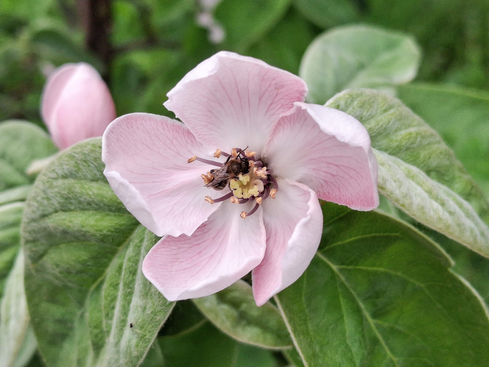 20 COMMON CULINARY QUINCE Fruit Tree Cydonia Oblonga Flowering Shrub Seeds