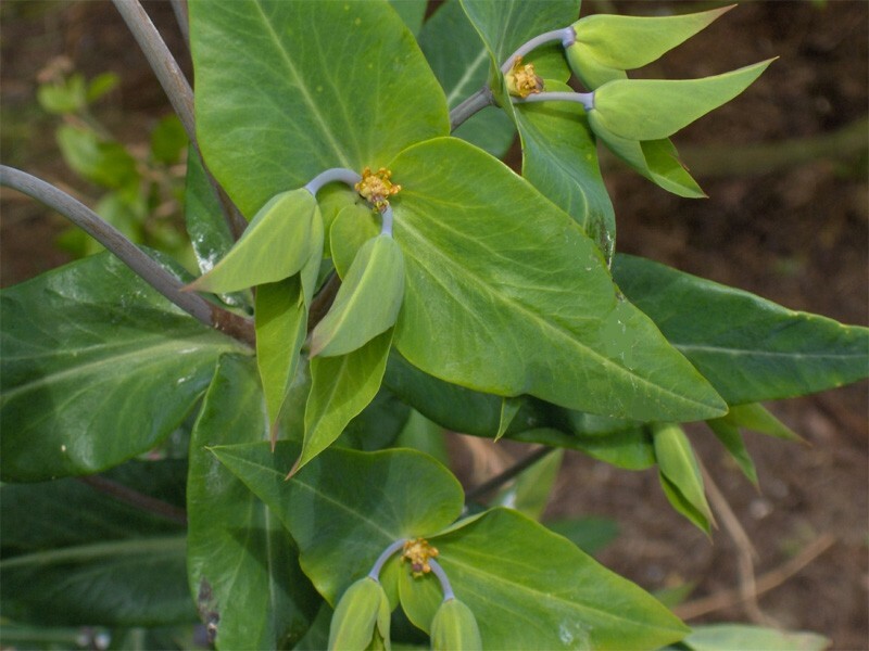 10+ GOPHER SPURGE Seeds, Euphorbia lathyris, Mole Plant *Free USA Shipping!*