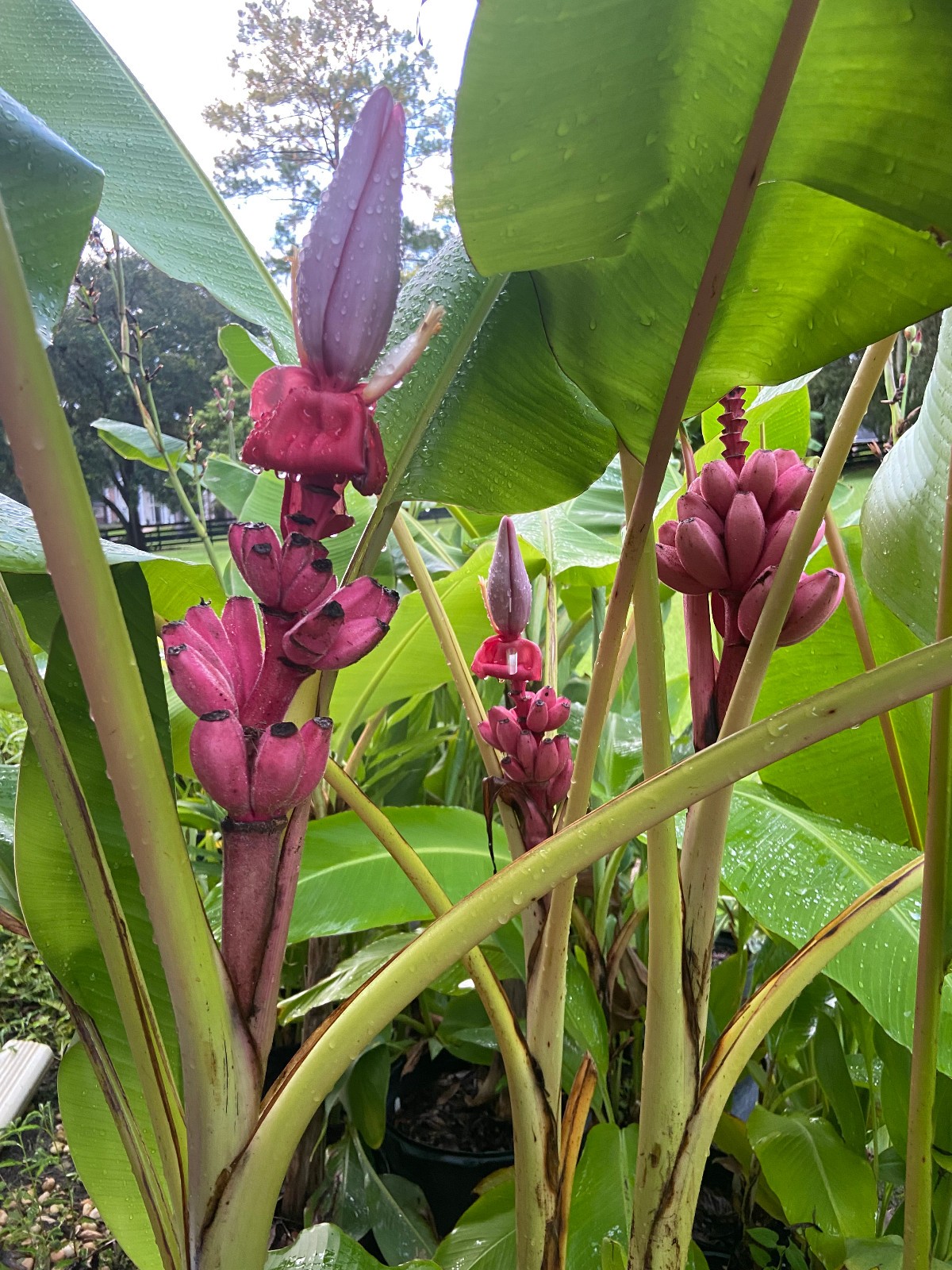 Musa velutina Seeds! Pink Dwarf Banana. Cold-Hardy, and LARGE Form!