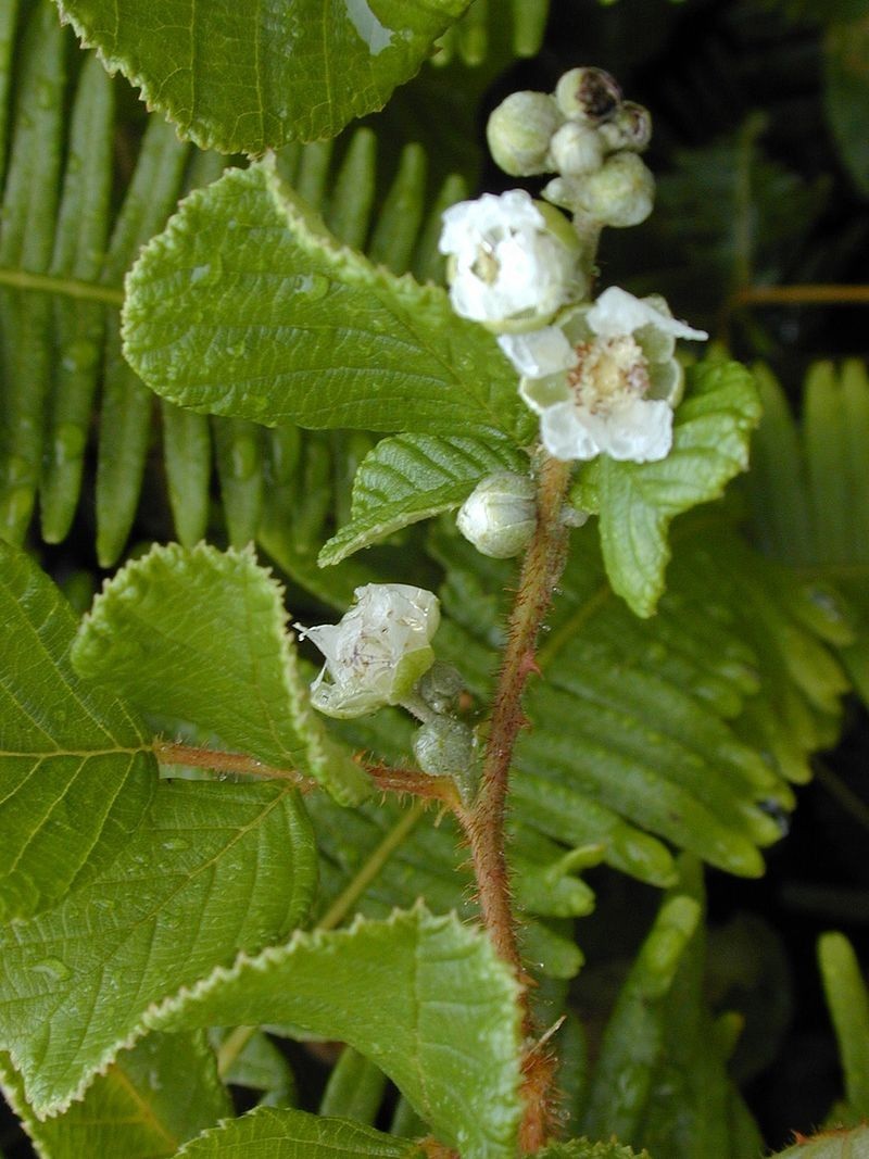 Rubus ellipticus | Ainselu | Golden Evergreen Raspberry | 20_Seeds