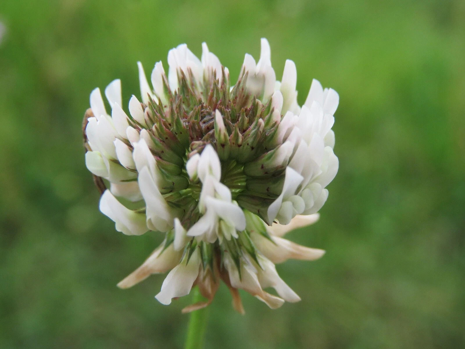 White Dutch Clover Cover Crop Seeds | FREE SHIPPING!