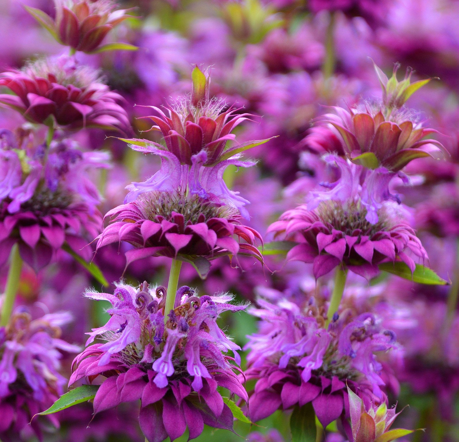 25 BEE BALM MIX Lemon Hummingbird Mint Monarda Didyma Mixed Colors Flower Seeds