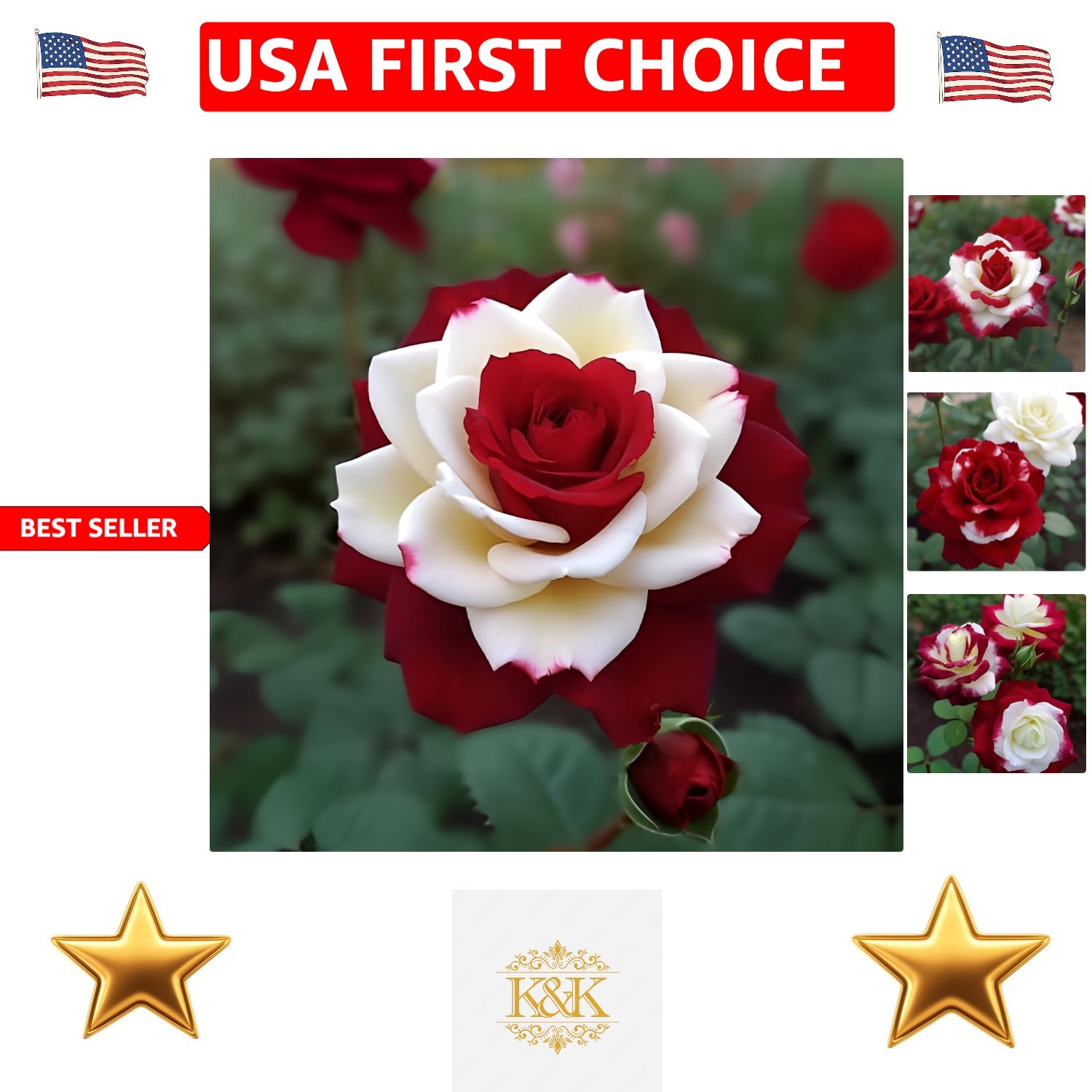 20 Non-GMO Heirloom Twin Roses – Captivating Red White Blooms for Garden Gifts