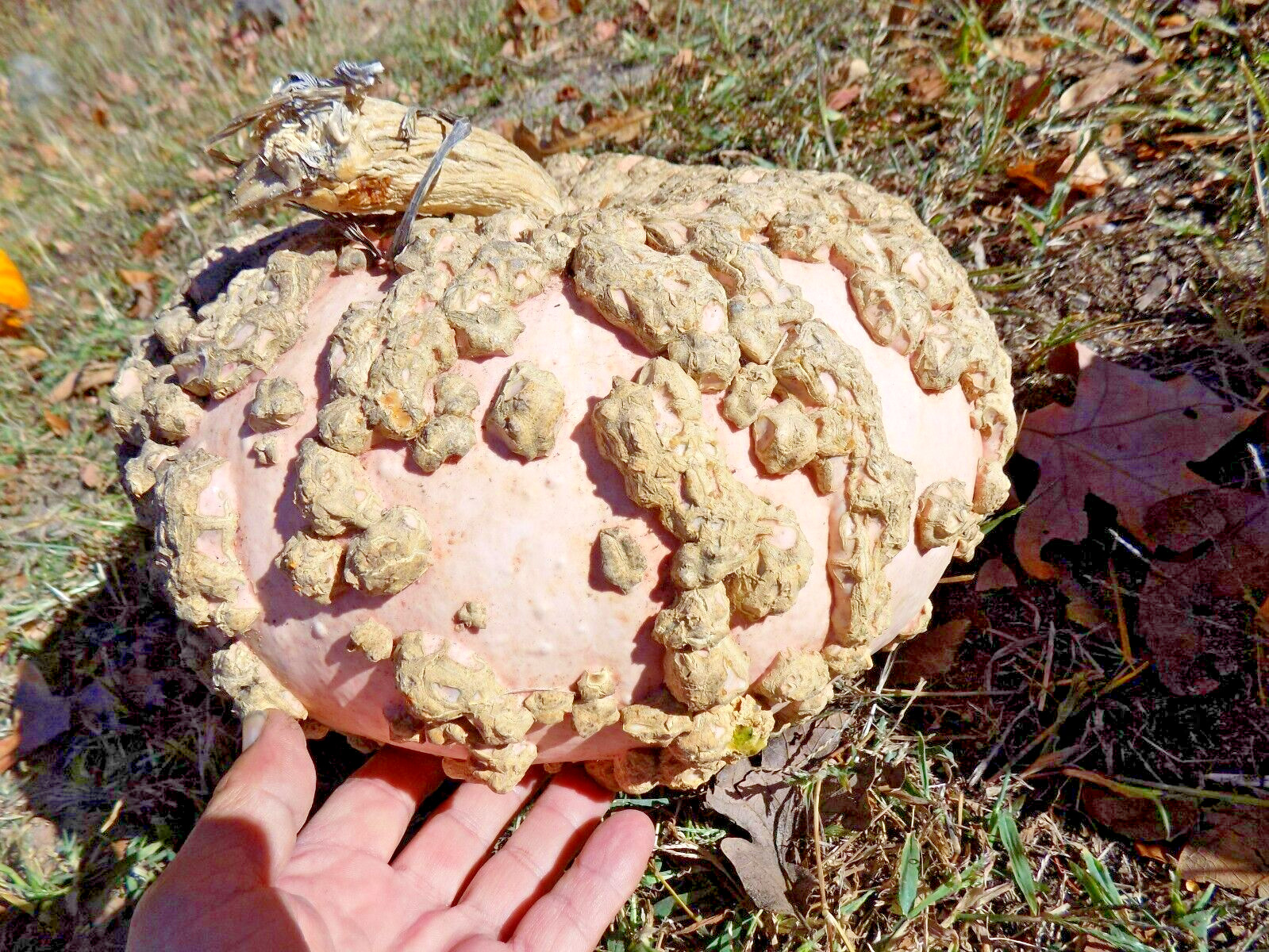15 PEANUT PUMPKIN SEEDS – Cucurbita maxima