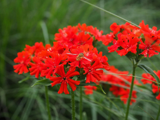 Maltese Scarlett Cross {Lychnis chalcedonica} 50+ seeds Free US Shipping!
