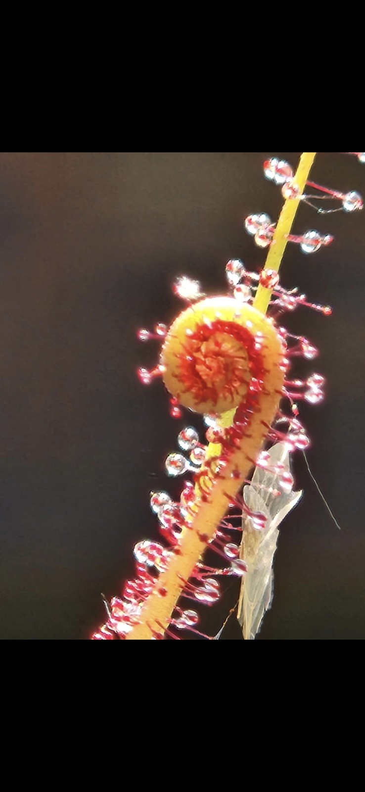 CARNIVOROUS PLANT 2 PACK- LIVE- Drosera Filiformis RED & GREEN
