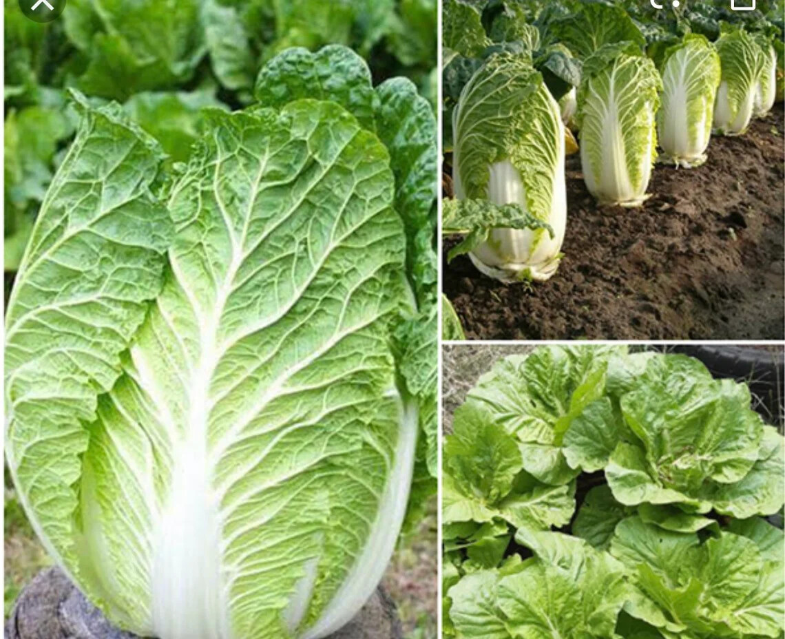 Cool Season 3oz of Pak choy, Chinese Broccoli & Michihili, Pak Choi Cabbage
