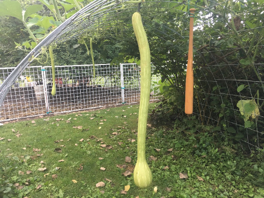 500 Trombocino Rampicante seeds; Tromboncino Climbing Zucchini; Zucchino Squash