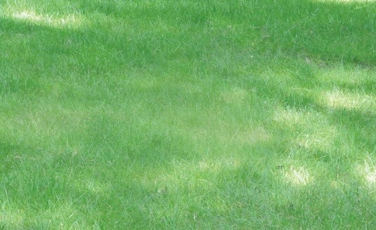 No Mow Lawn Grass Seed, Dwarf Fine Fescue Mix, Low Maintenance Lawn Seed