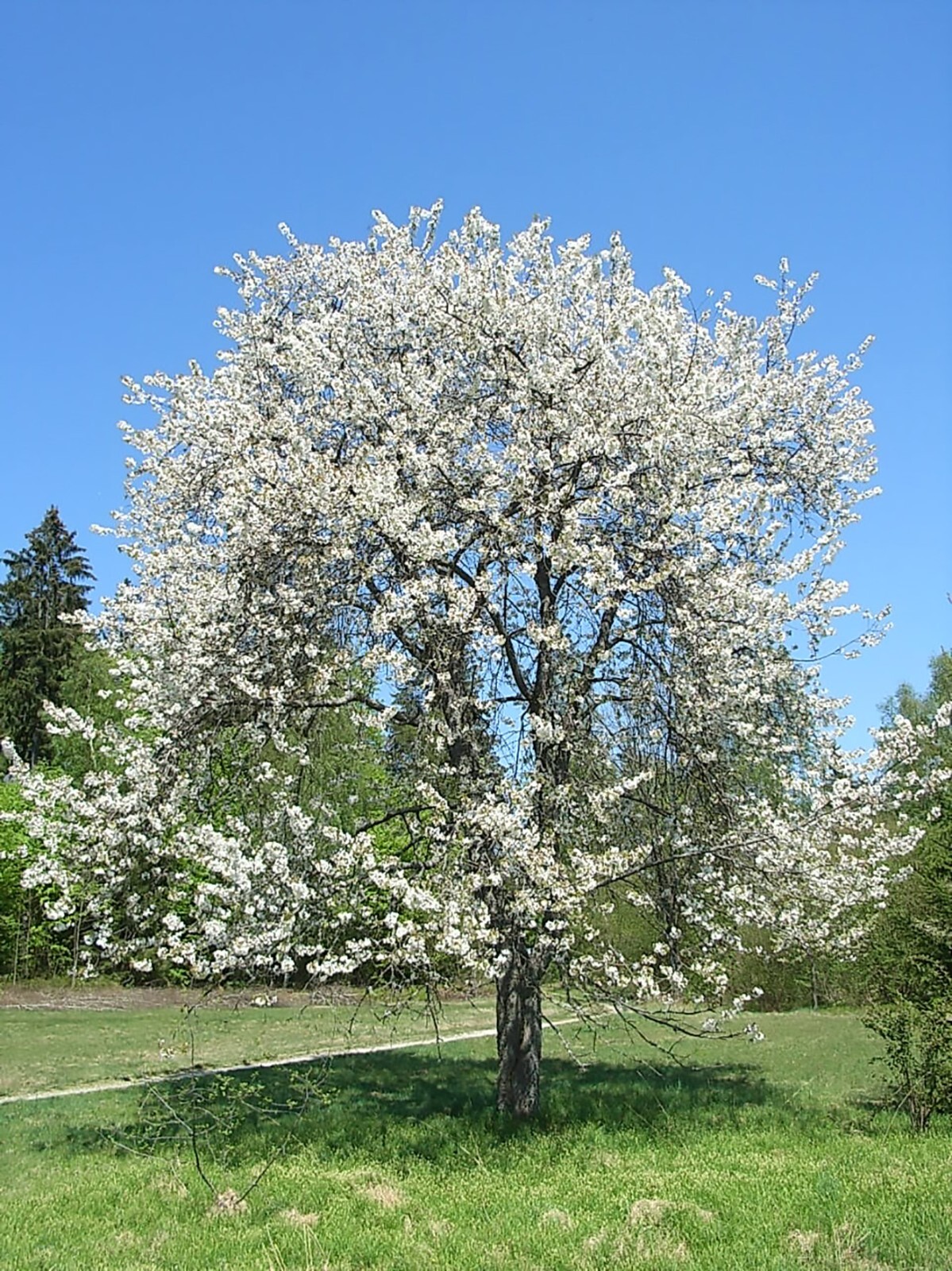Sweet Cherry, (Mazzard Cherry), Prunus avium, Tree Seeds (Showy, Edible, Fast)