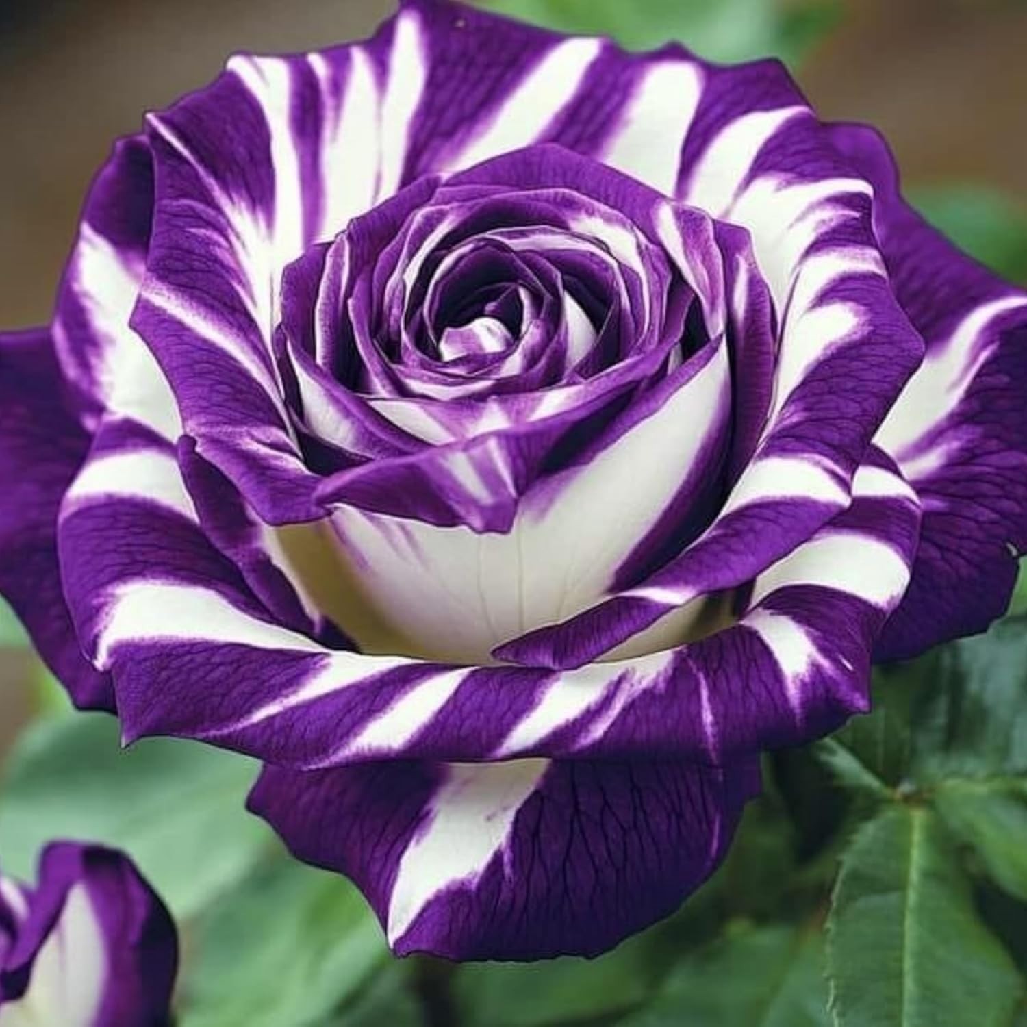 290+ Mixed Color Rose Seeds for Planting – Heirloom Non-GMO Perennial Rosa Flowe