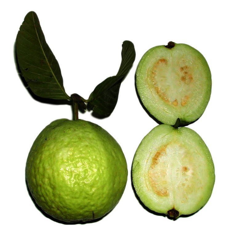 Psidium guajava | Allahabad Safeda White Flesh | Lemon & Apple Guava | 20_Seeds