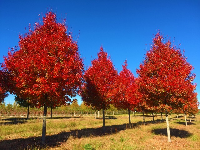 Northern Red Maple Tree | Premium Seeds | Acer rubrum ‘Fall’ | Plants’®