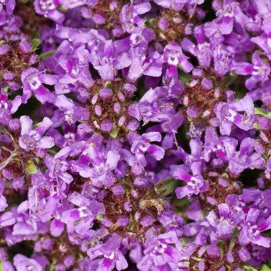 Creeping Thyme PURPLE Groundcover PERENNIAL Flowers Fragrant Non-GMO 500 Seeds!