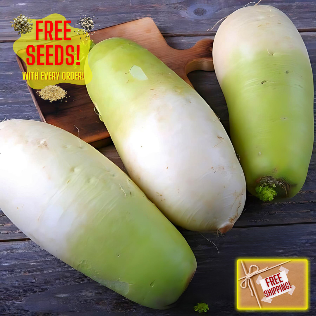 Fresh Korean Radish Seeds | Cheong Du | Heirloom | Non-GMO | Asian Vegetables