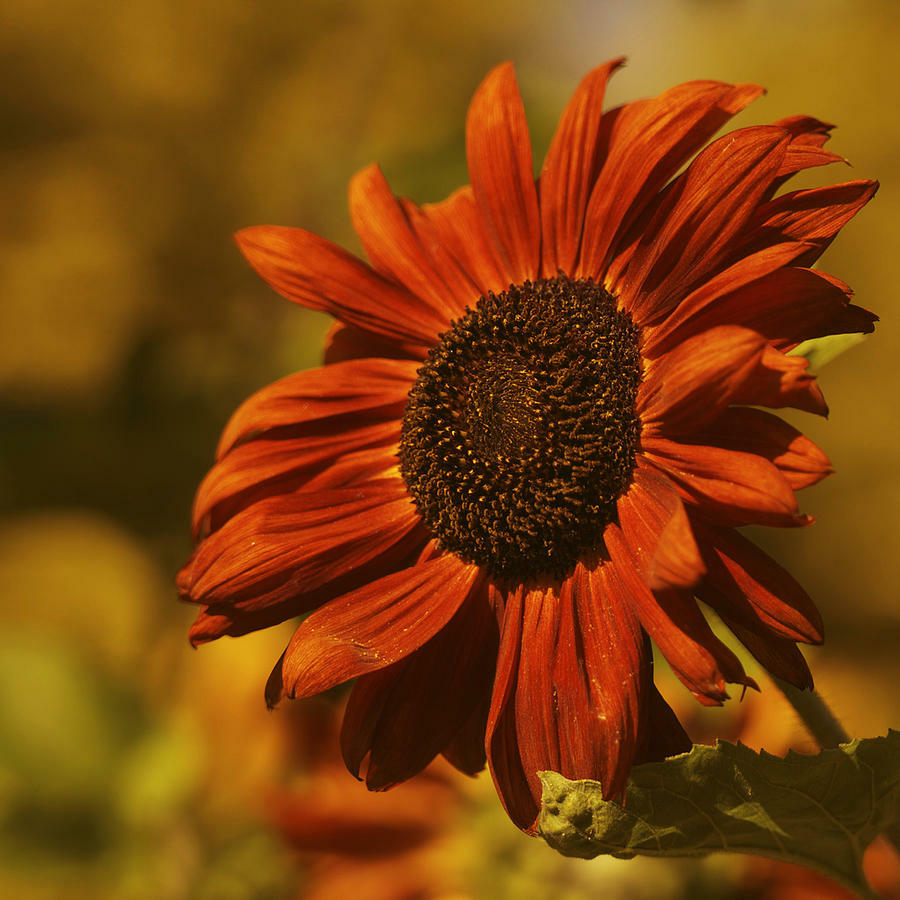 20 Orange Autumn Sunflower Seeds Plants Garden Plants rare flower colorful