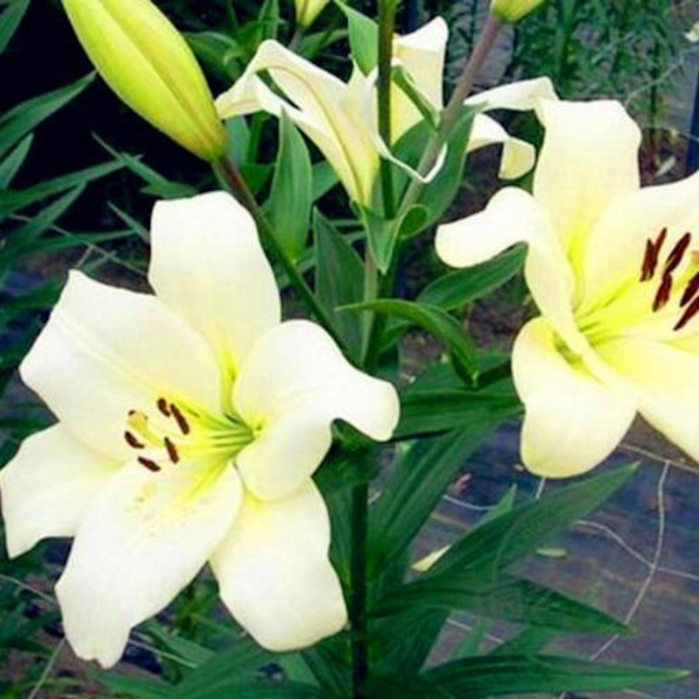 (10) LILY SEEDS rare exotic flower bloom home blossom garden USA SELLER W/TRACK