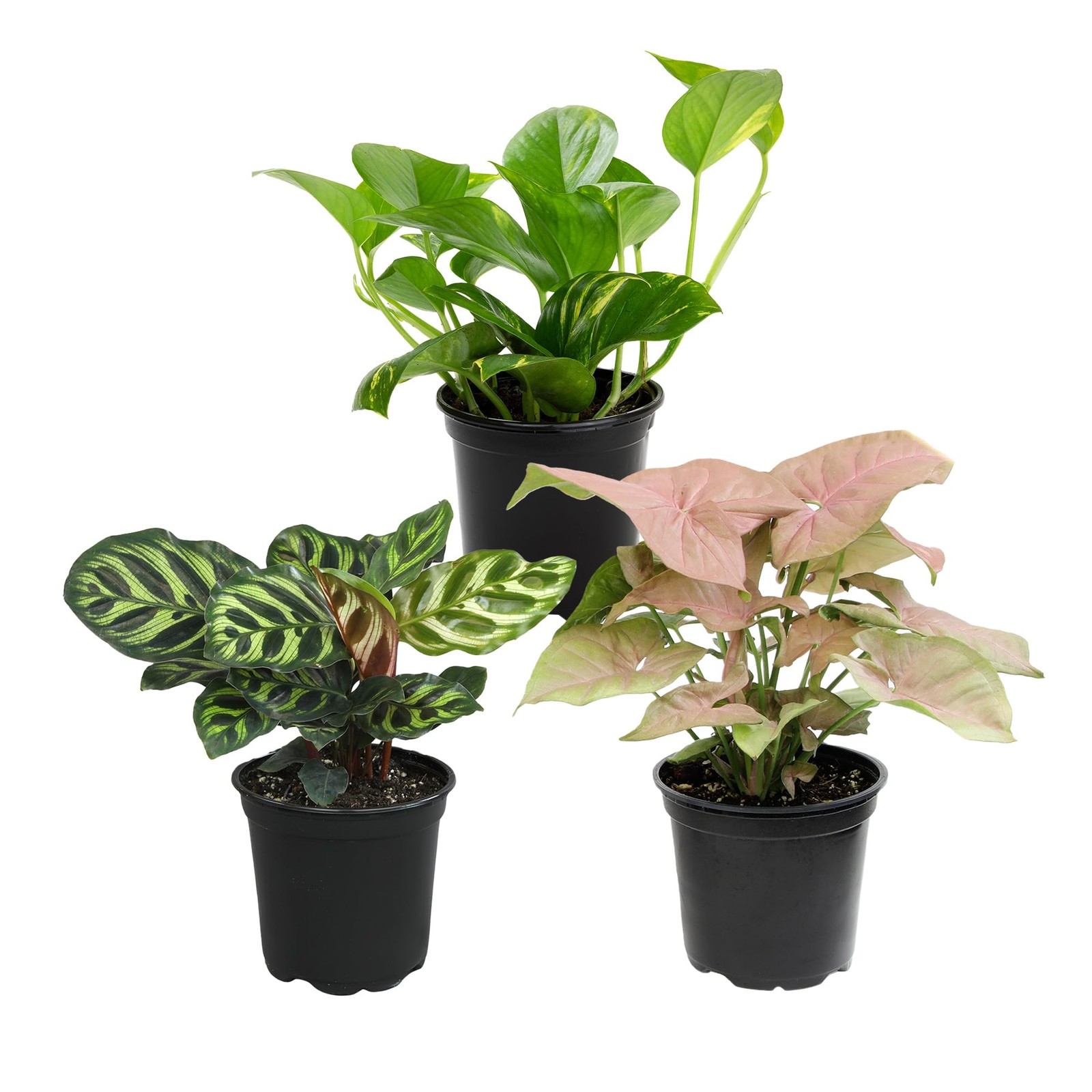 Deluxe Houseplants (3 Pack), Assorted Popular Live Indoor Plant Varieties, Ea…