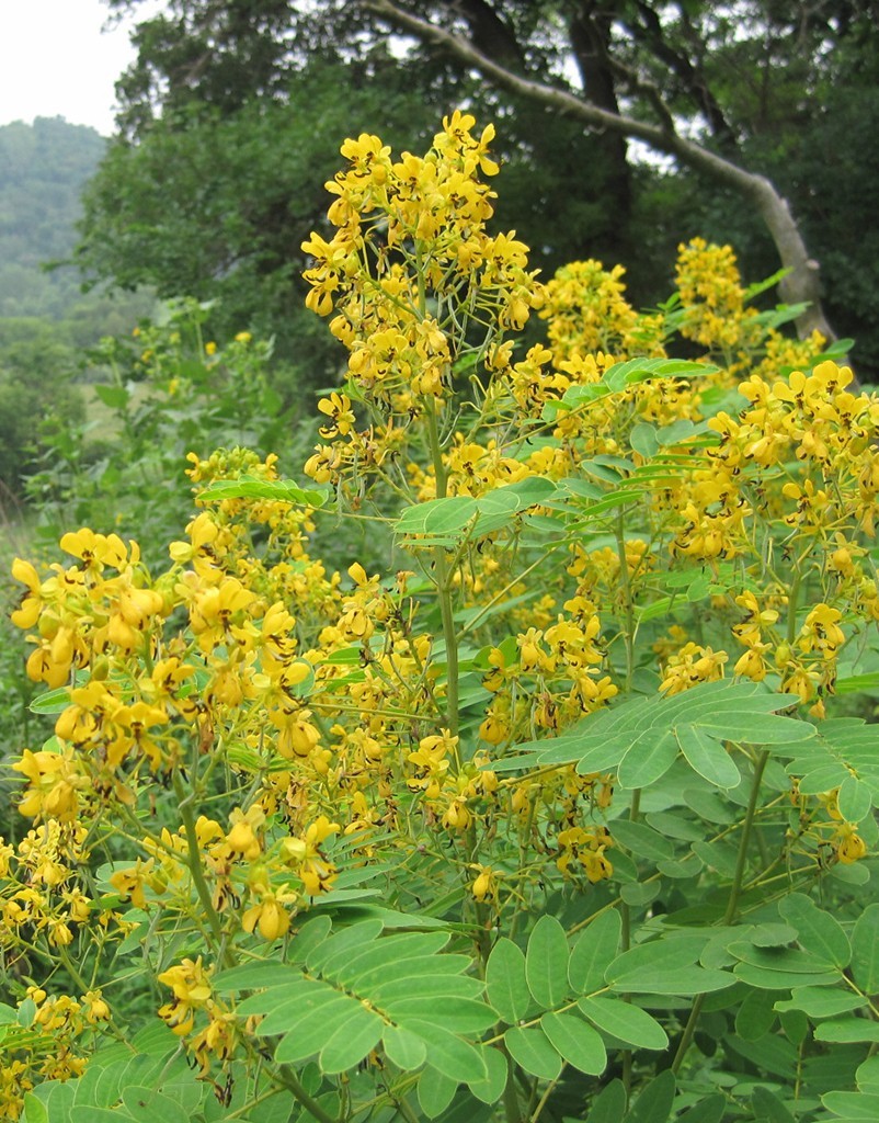 1 Wild Senna Plant hebecarpa/US Native/Organic/Deer Resistant