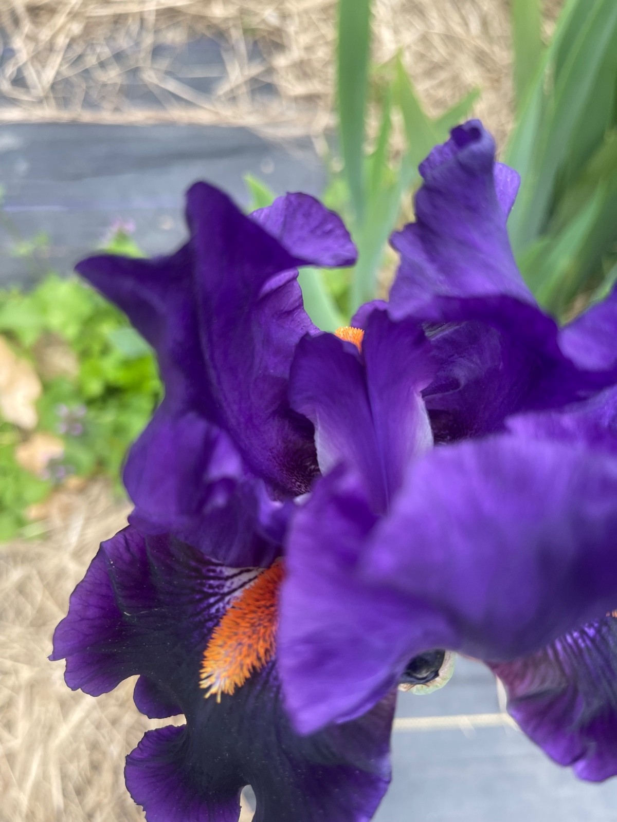 10 Fresh Dug Iris Rhizomes – Mixed Colors & Varieties