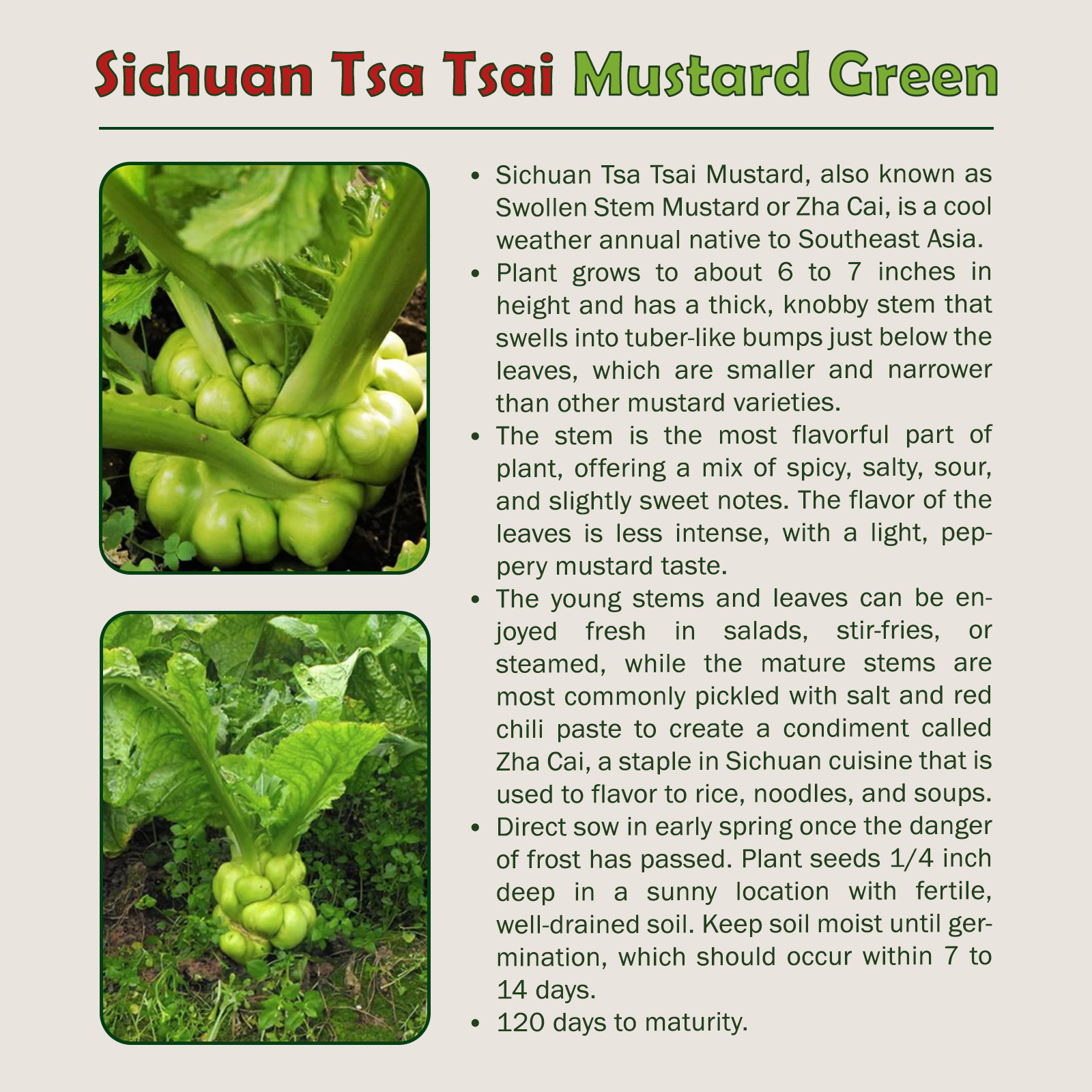 100+ Sichuan Tsa Tsai Mustard Seeds, Zha Cai, Swollen Stem Mustard, Genuine USA