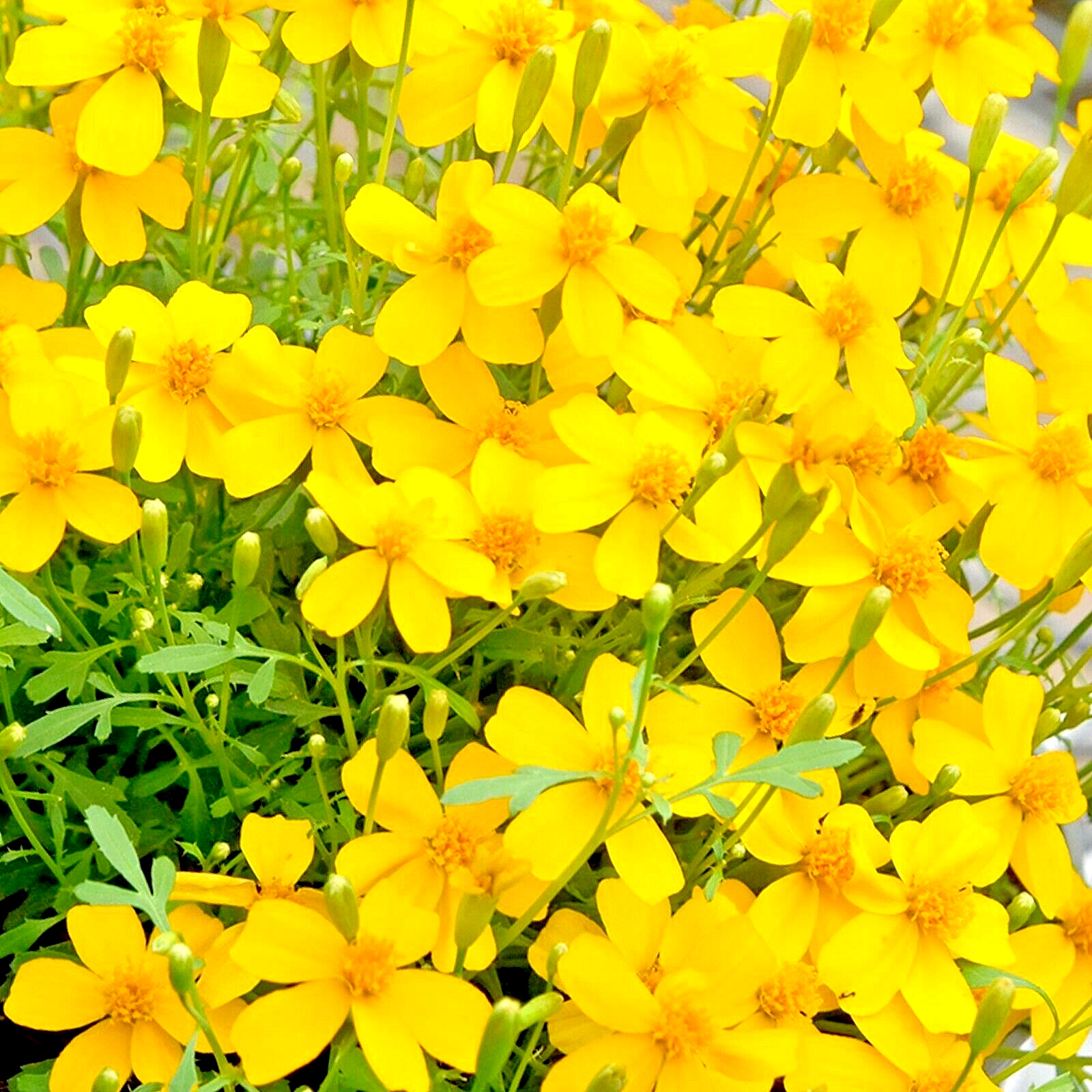 100 MEXICAN MINT MOSQUITO INSECT REPELLENT SEEDS MARIGOLD HERB MEDICINAL NON-GMO