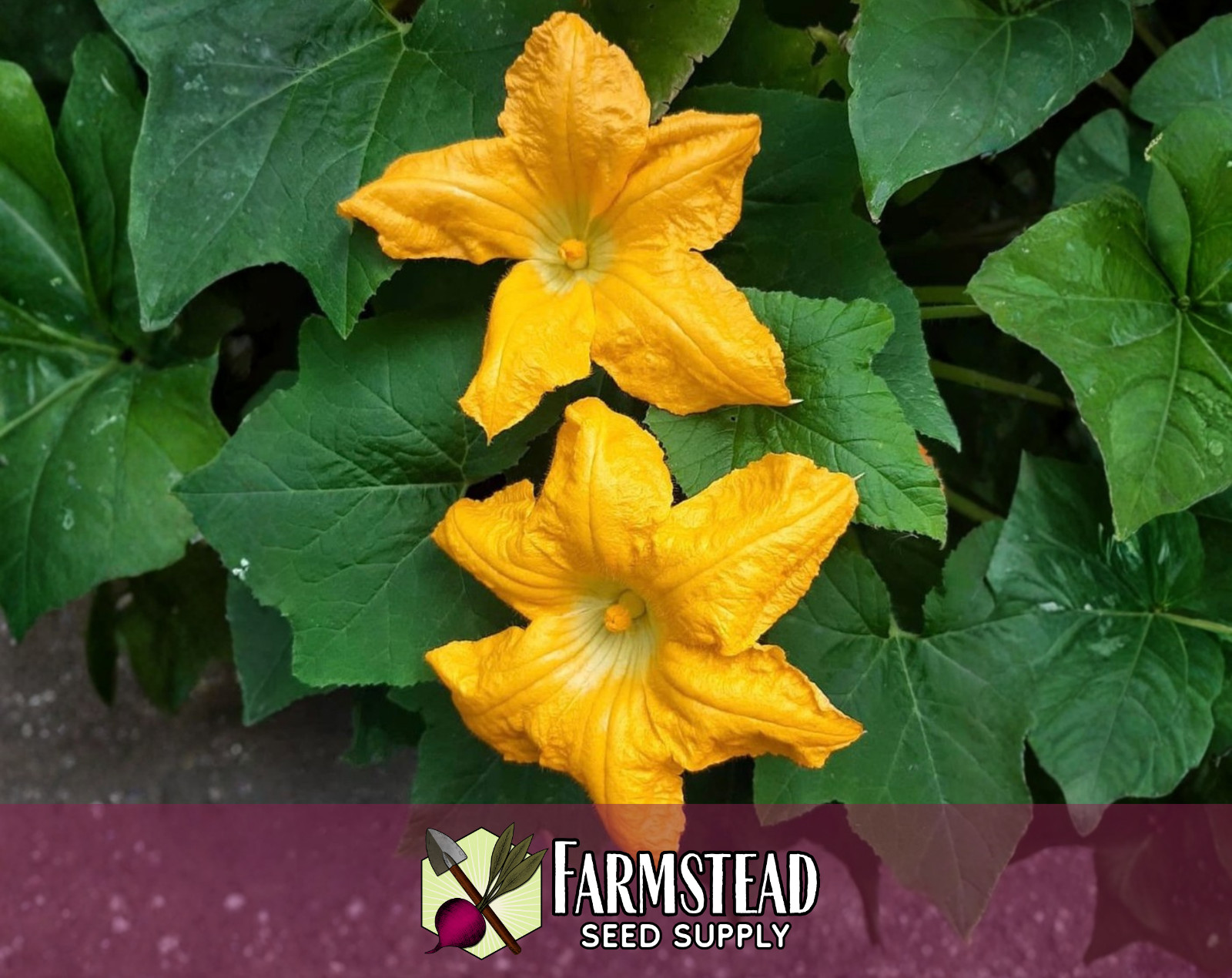 70+ Yellow Summer Squash Seeds [Early Prolific Straightneck] Vegetable Garden