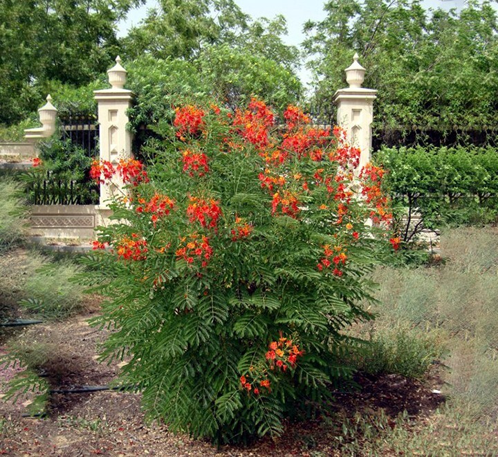 MEXICAN RED BIRD of PARADISE SEEDS (C. Pulcherrima) DWARF POINCIANA Flower Shrub