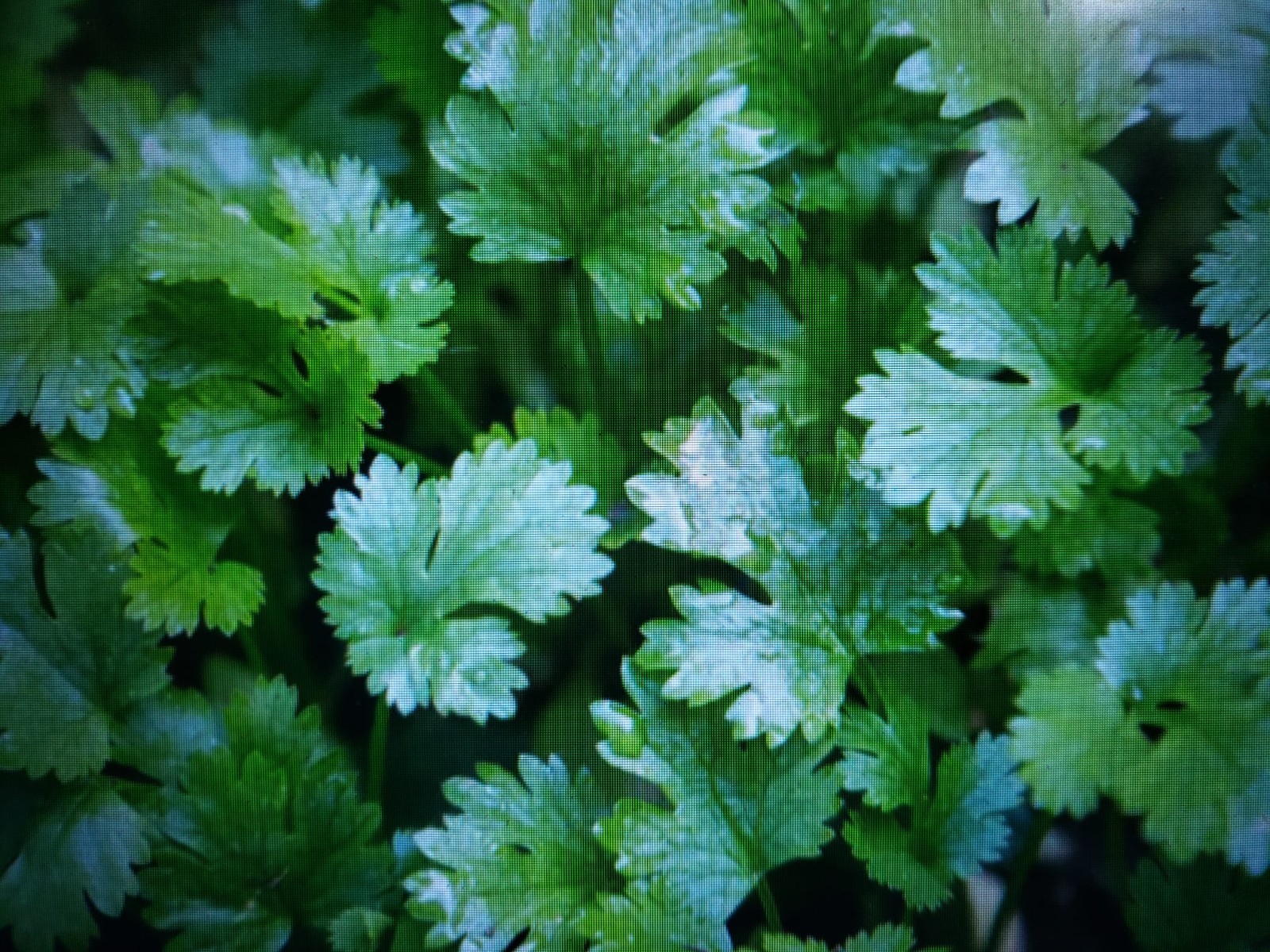 Cilantro Coriander Fast Growing Aromatic Herb 250 seed Free Shipping USA Seller