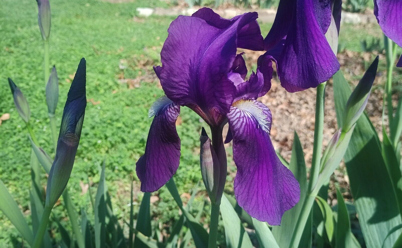 (10) TALL BEARDED IRIS RHIZOME LIVE ROOT GARDEN PLANTS SPRING PURPLE FLOWERS FUN