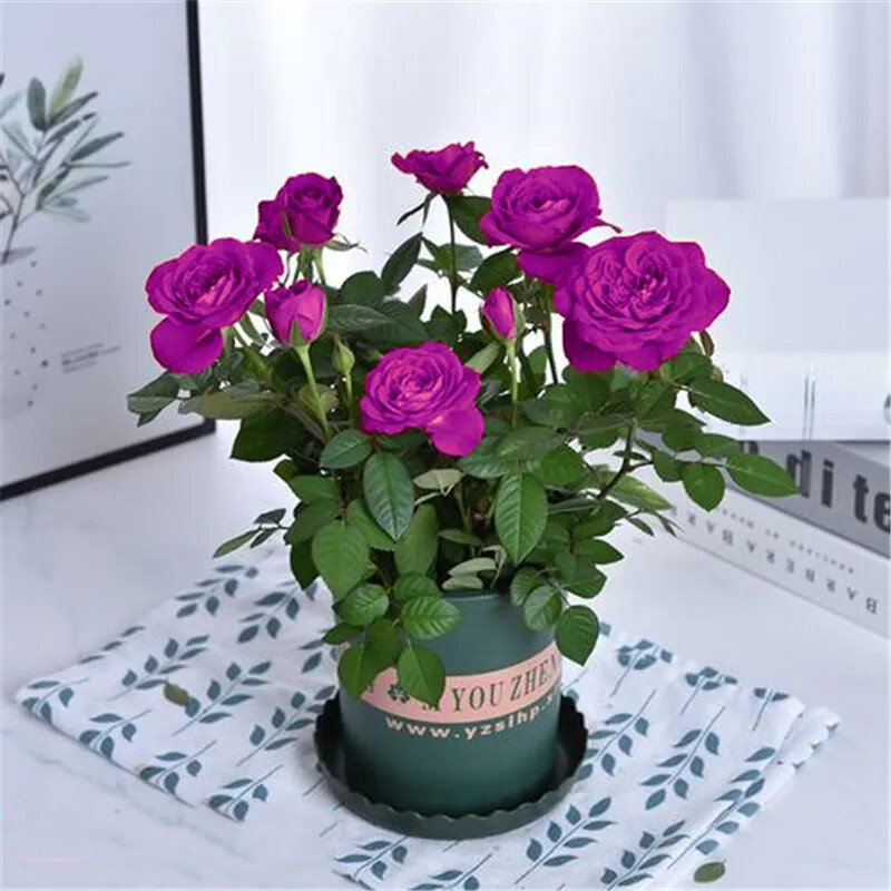 20 ROSE FLOWER SEEDS rare exotic plant garden for bud stratification/germination