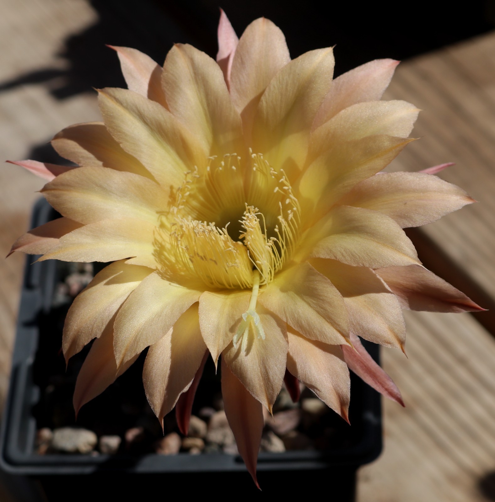 Echinopsis hybrid ‘Meru’