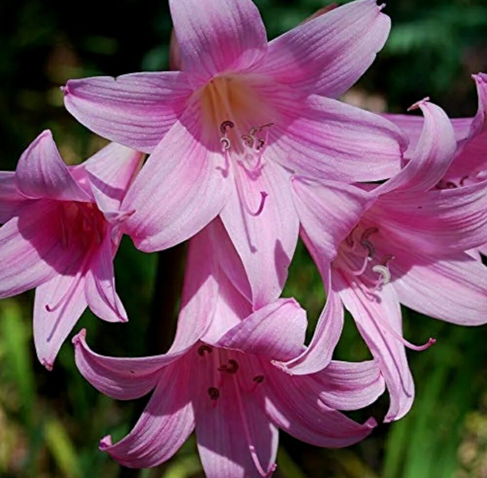 1 Large Amaryllis Belladonna Pink Naked Lady Lily Flower Bulb Big Blooming Size
