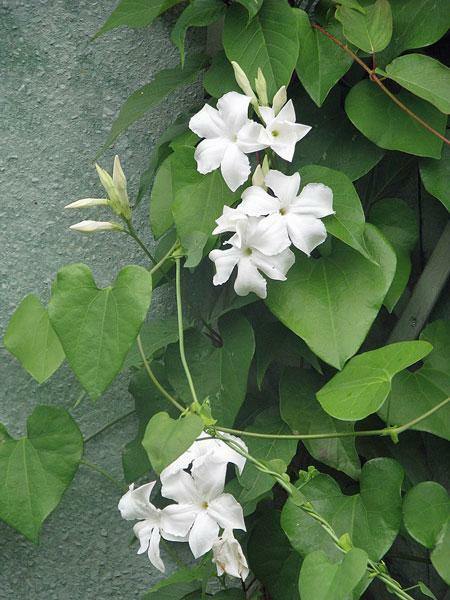 Mandevilla laxa | Chilean Jasmine | White Star | 5 Seeds